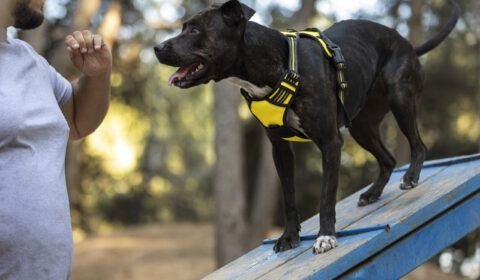 como-caes-treinados-evitam-tra