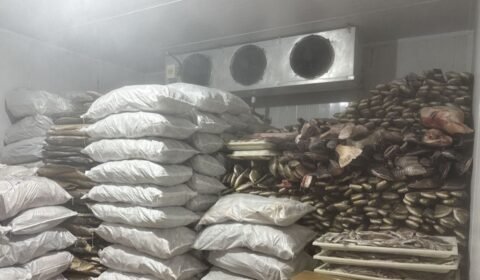 frigorifico-em-manacapuru-e-mu