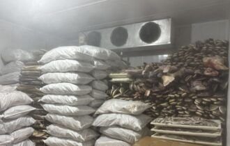 frigorifico-em-manacapuru-e-mu