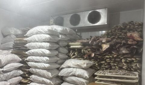 frigorifico-em-manacapuru-e-mu