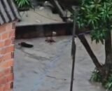 Forte chuva em Manaus arrasta cachorros; pets nadam para sobreviver