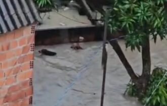 Forte chuva em Manaus arrasta cachorros; pets nadam para sobreviver