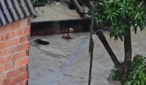 Forte chuva em Manaus arrasta cachorros; pets nadam para sobreviver