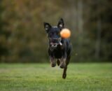 conheca-os-caminhos-para-desenvolver-a-inteligencia-dos-caes-pexels-2