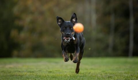 conheca-os-caminhos-para-desenvolver-a-inteligencia-dos-caes-pexels-2