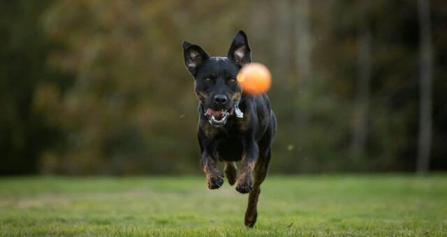 conheca-os-caminhos-para-desenvolver-a-inteligencia-dos-caes-pexels-2