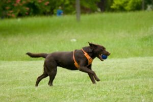 conheca-os-caminhos-para-desenvolver-a-inteligencia-dos-caes-pexels-3