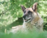 envelhecimento-canino-exige-novas-praticas-de-cuidado-pexels-2-2