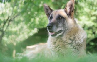 envelhecimento-canino-exige-novas-praticas-de-cuidado-pexels-2-2