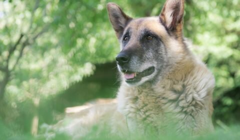 envelhecimento-canino-exige-novas-praticas-de-cuidado-pexels-2-2