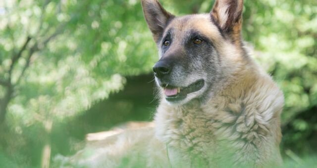 envelhecimento-canino-exige-novas-praticas-de-cuidado-pexels-2-2