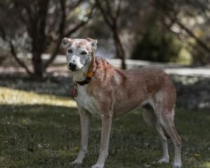 envelhecimento-canino-exige-novas-praticas-de-cuidado-pexels-3