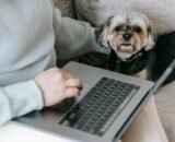 gastos-com-pets-seguem-fora-do-imposto-de-renda-em-2026-pexels-1