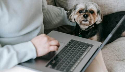 gastos-com-pets-seguem-fora-do-imposto-de-renda-em-2026-pexels-1