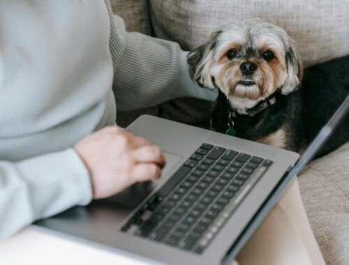 gastos-com-pets-seguem-fora-do-imposto-de-renda-em-2026-pexels-1