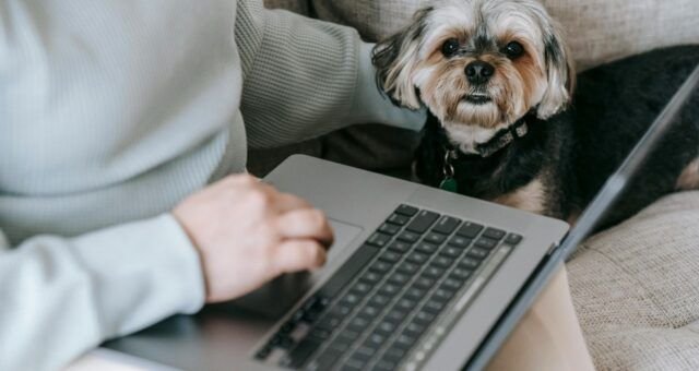 gastos-com-pets-seguem-fora-do-imposto-de-renda-em-2026-pexels-1