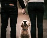 guarda-compartilhada-de-pets-entra-na-lei-brasileira-pexels-1