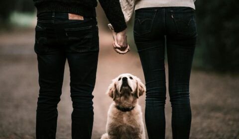 guarda-compartilhada-de-pets-entra-na-lei-brasileira-pexels-1