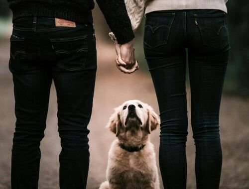 guarda-compartilhada-de-pets-entra-na-lei-brasileira-pexels-1