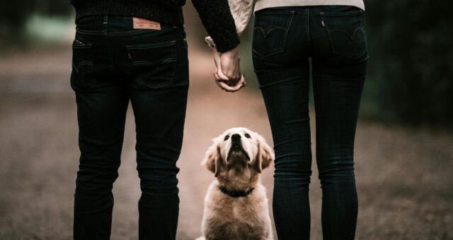 guarda-compartilhada-de-pets-entra-na-lei-brasileira-pexels-1