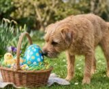 ingestao-de-chocolate-por-pets-mobiliza-alertas-durante-a-pascoa-divulgacao