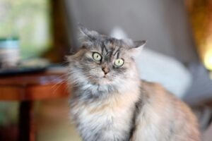 inteligencia-artificial-vira-ferramenta-para-golpes-envolvendo-animais-desaparecidos-pexels-1