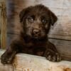 inteligencia-artificial-vira-ferramenta-para-golpes-envolvendo-animais-desaparecidos-pexels-2