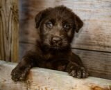 inteligencia-artificial-vira-ferramenta-para-golpes-envolvendo-animais-desaparecidos-pexels-2