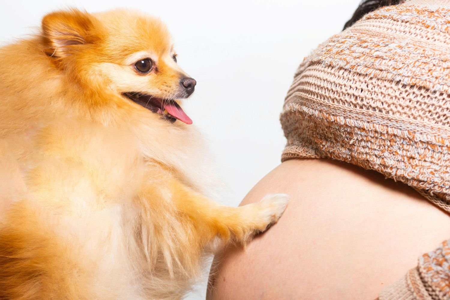 maternidade-multiespecie-reacende-discussao-sobre-o-papel-dos-pets-nas-familias-pexels-3