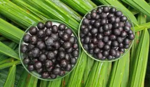 acai-registra-alta-historica-e