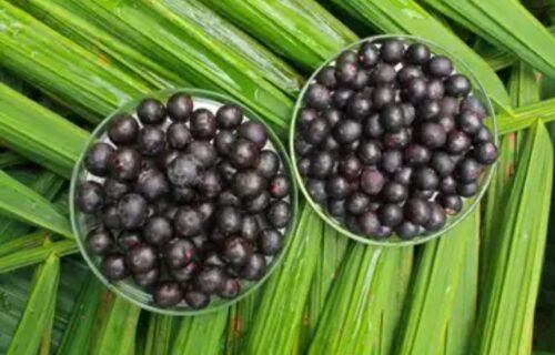 acai-registra-alta-historica-e