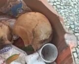 cranio-humano-e-encontrado-na-