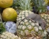 rato-morto-e-encontrado-sobre-