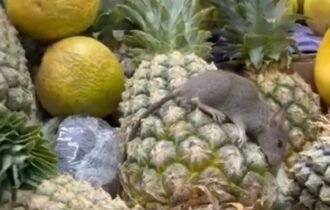 rato-morto-e-encontrado-sobre-