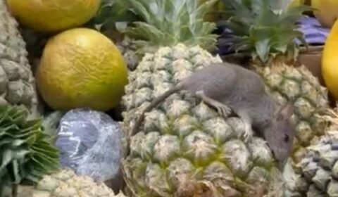 rato-morto-e-encontrado-sobre-
