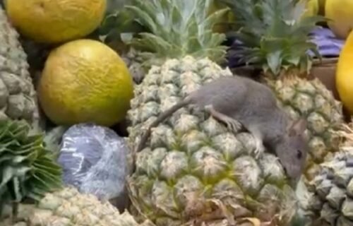 rato-morto-e-encontrado-sobre-