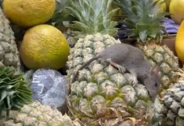rato-morto-e-encontrado-sobre-