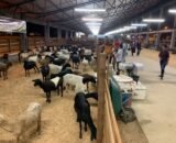 10a-feira-de-agronegocios-da-n