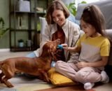 com-160-milhoes-de-pets-brasil