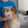 saude-animal-comeca-pela-preve