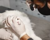 fiv-felv-e-pif-colocam-prevenc
