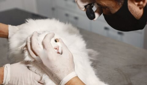 fiv-felv-e-pif-colocam-prevenc