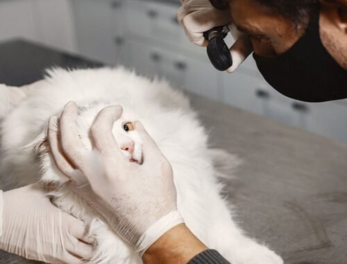 fiv-felv-e-pif-colocam-prevenc