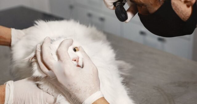 fiv-felv-e-pif-colocam-prevenc