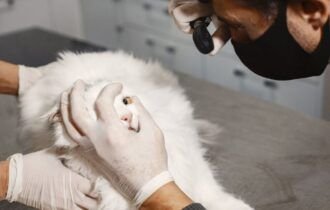 fiv-felv-e-pif-colocam-prevenc