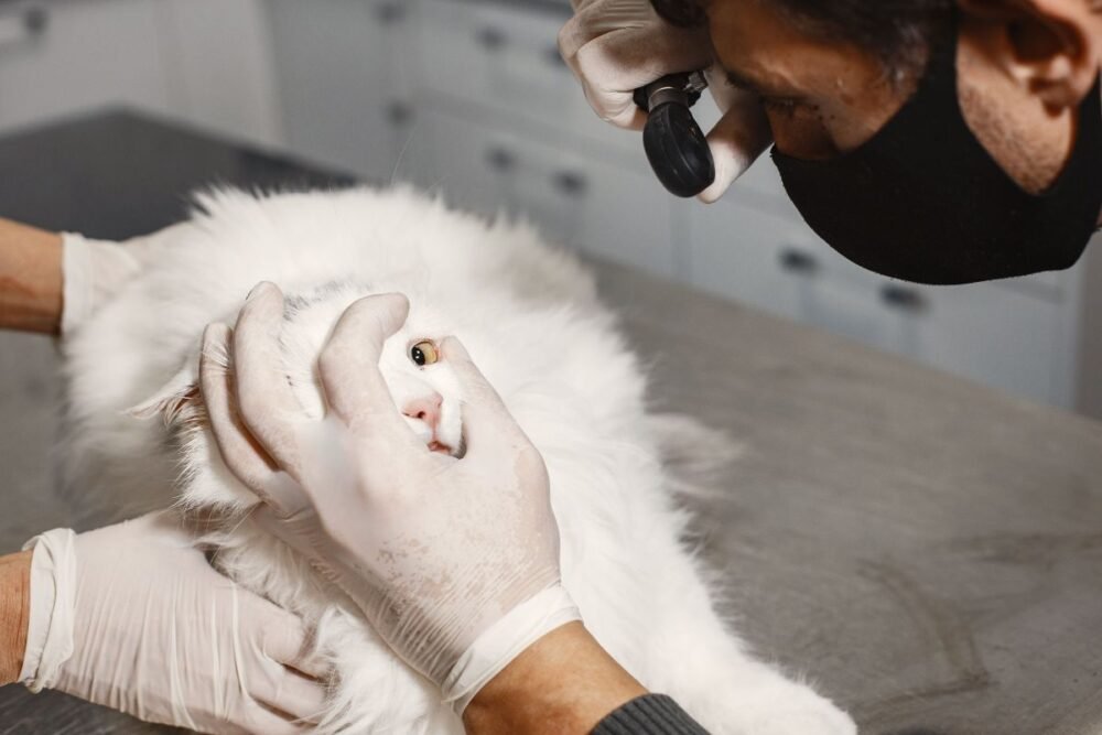 fiv-felv-e-pif-colocam-prevenc