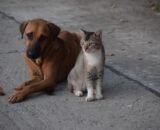 o-estilo-de-vida-do-pet-redefi