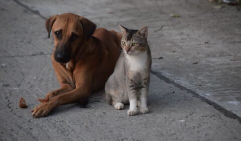 o-estilo-de-vida-do-pet-redefi