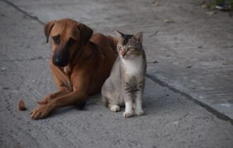 o-estilo-de-vida-do-pet-redefi