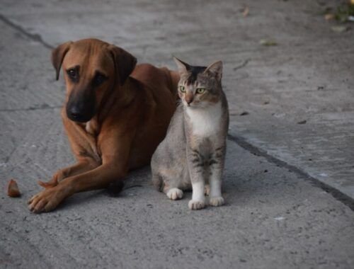 o-estilo-de-vida-do-pet-redefi